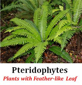 Pteridophyta General Characters