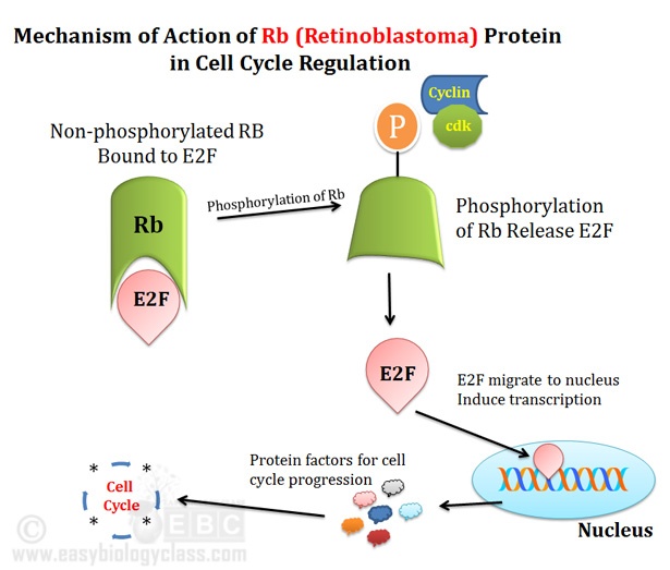 Mechanism of Action of Rb Protein