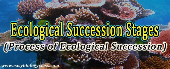 Stages of Ecological Succession (PPT)