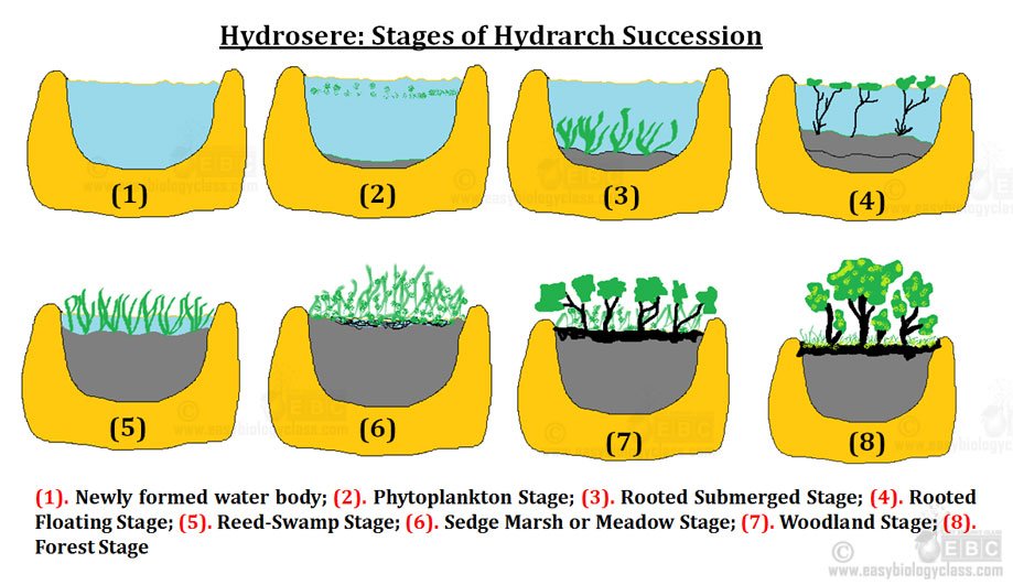 Process of Hydrosere