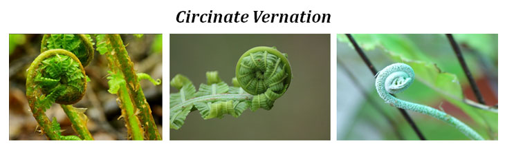 Circinate vernation Definition