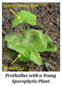 General Characteristics of Pteridophytes | EasyBiologyClass
