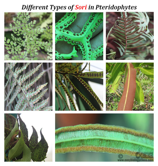 Pattern of Sori in Pteridophytes