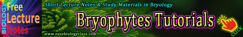 Bryophytes Notes
