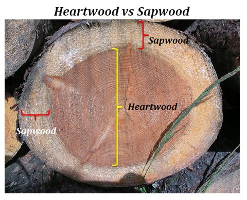 Difference between Heartwood and Sapwood