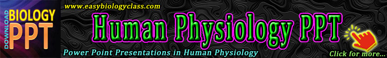 Human Anatomy and Physiology PPT