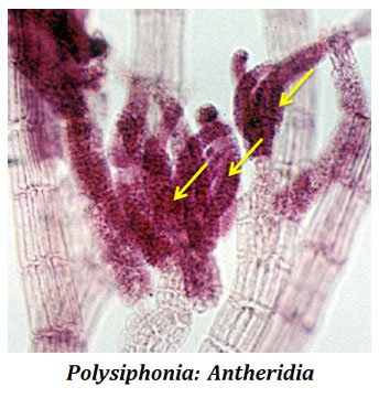 Polysiphonia Post Fertilization Changes Easy Biology Class