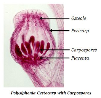 What is Cystocarp?