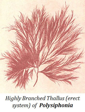 Polysiphonia Post Fertilization Changes Easy Biology Class