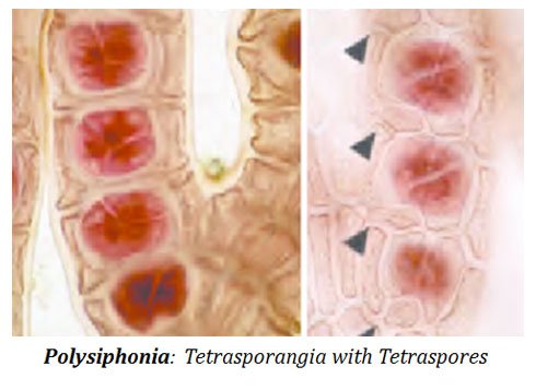 Polysiphonia Post Fertilization Changes Easy Biology Class