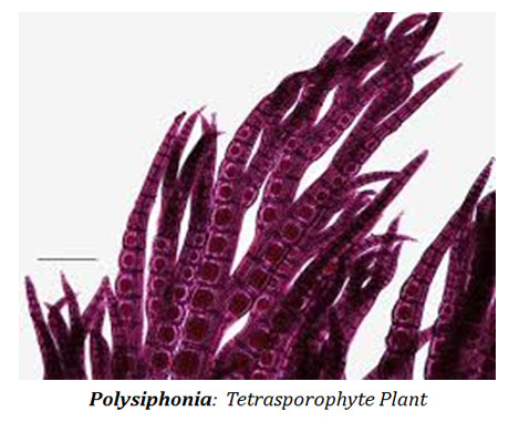 Tetrasporophyte definition