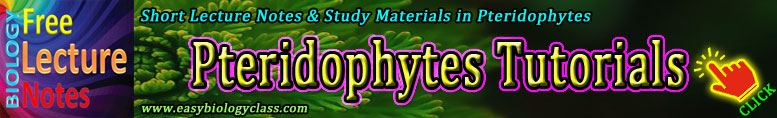 Pteridophytes Notes
