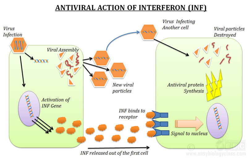 Functions of Interferons