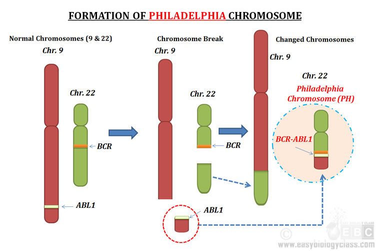 Philadelphia Chromosome (Lecture Notes) EasyBiologyClass