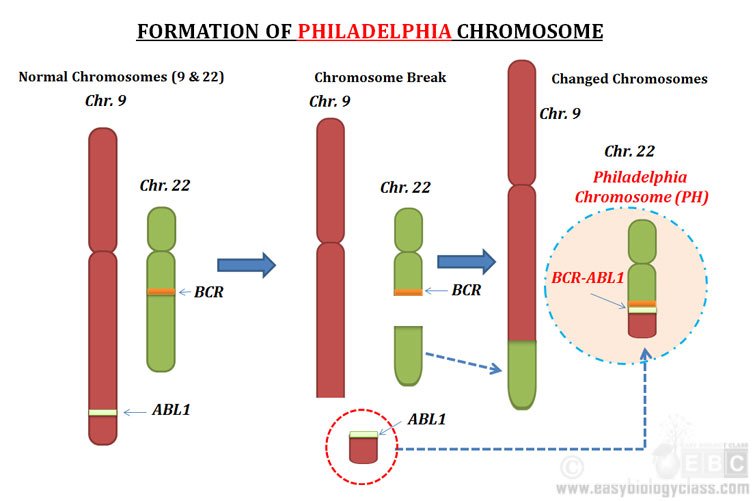 Mechanism of Philadelphia Translocation