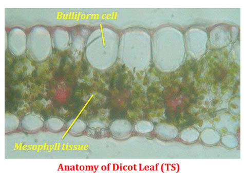 Monocot Leaf under Microcope