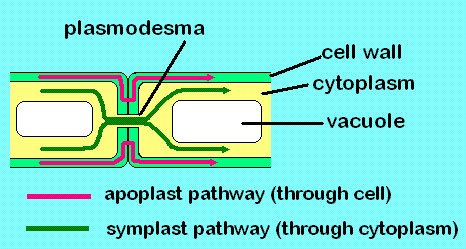 Active and Passive Absorption of Water in Plants