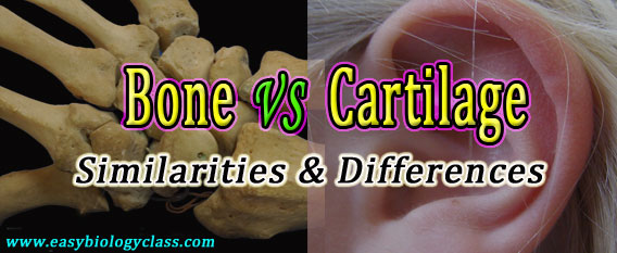 bone vs cartilage