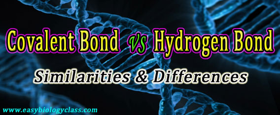 Compare covalent and hydrogen bond