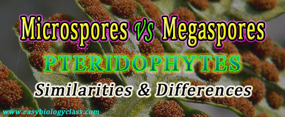 microspores vs megaspores