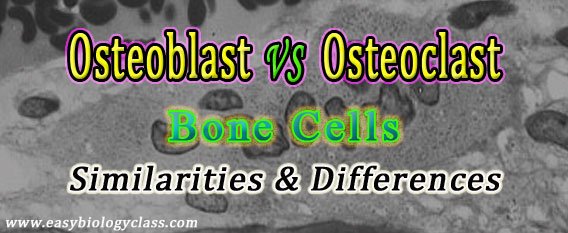 Difference between Osteoblast and Osteoclast | EasyBiologyClass