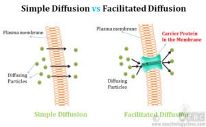 Difference between Simple Diffusion and Facilitated Diffusion ...