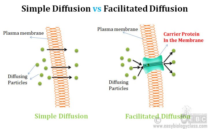 Difference between Simple Diffusion and Facilitated Diffusion