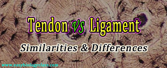 Tendon vs Ligament