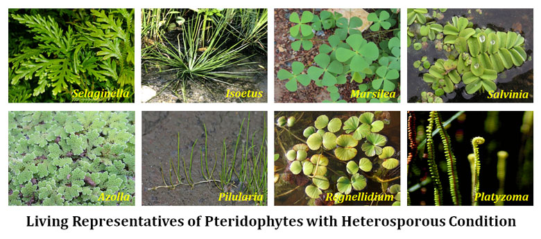 Examples of Heterosporous Plants