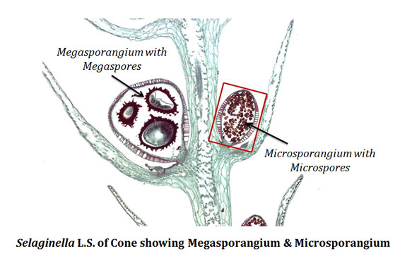 Difference between Microspore and Megaspore