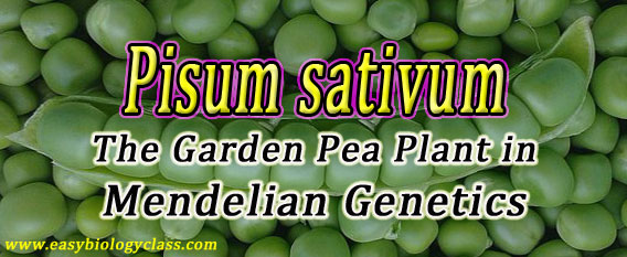 Garden Pea Advantages in Genetics