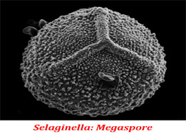 what is megaspore