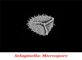 what is microspore