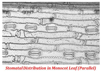 Dumbbel shaped stomata