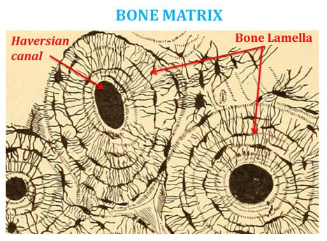 Difference between Bone and Cartilage