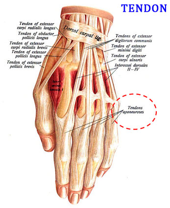 Difference Between Tendon And Ligament Easy Biology Class