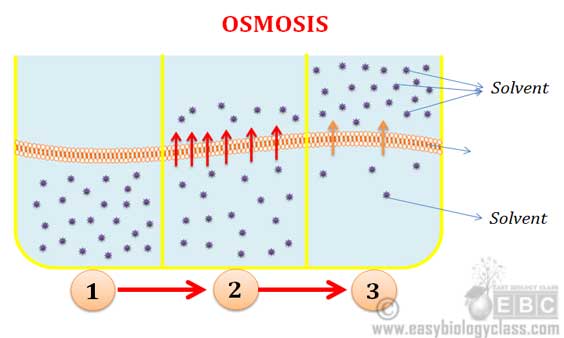 Difference Between Diffusion And Osmosis Easy Biology Class