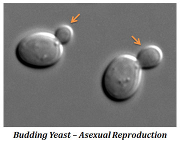 asexual reproduction in yeast