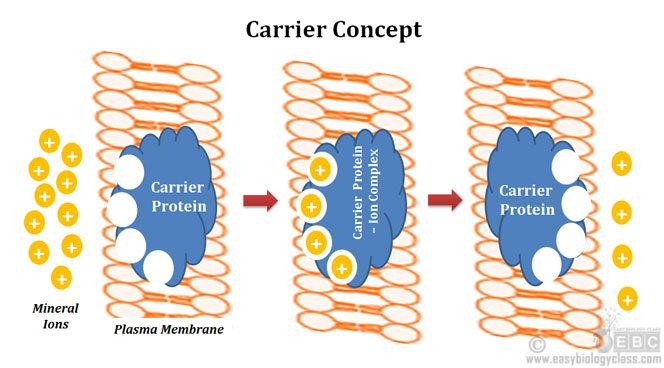 Carrier Proteins in Mineral Absorption