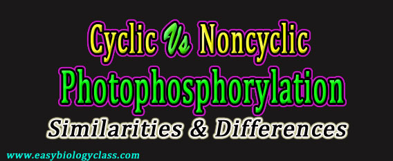 compare cyclic and noncyclic photophosphorylation