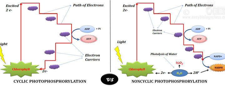 cyclic vs noncyclic light reaction