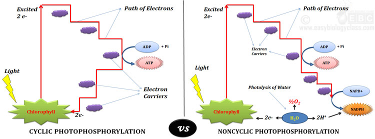 Difference between Cyclic and Non Cyclic Photophosphorylation