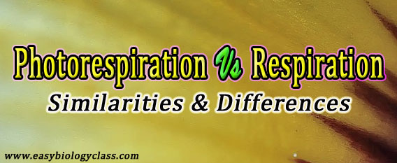 Photorespiration vs Respiration