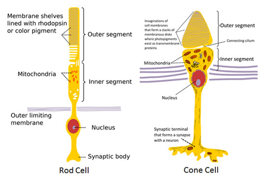 rod vs cone cells