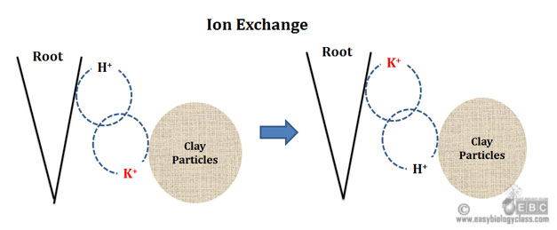 Exchange of Mineral Ions in Roots