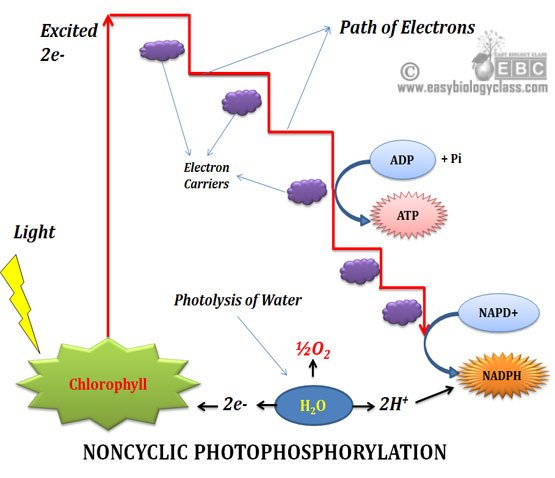 z scheme of ATP synthesis