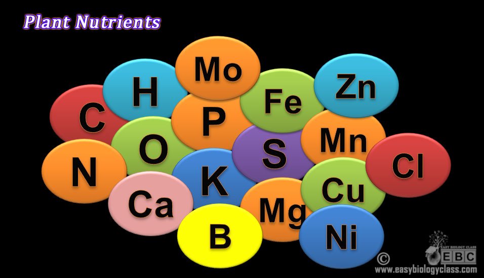 Mineral nutrients of plants