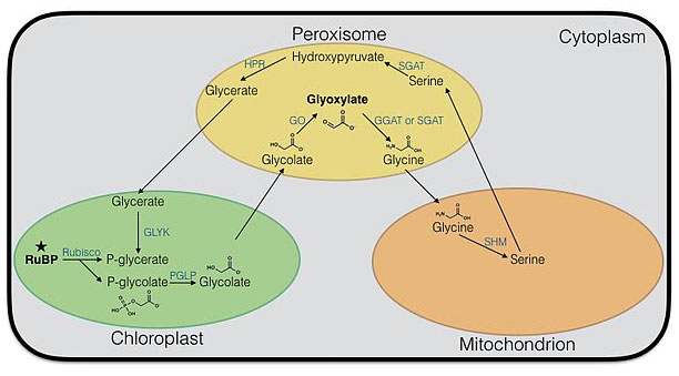 Difference between Respiration and Photorespiration