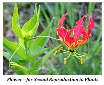 sexual reproduction in plants