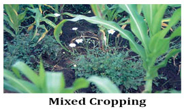 Difference between Mixed Cropping and Intercropping | Easy Biology Class